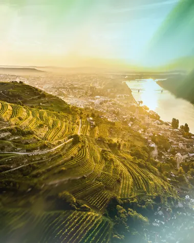 Weinberge am Schreckberg mit Aussicht auf Krems und die Donau
